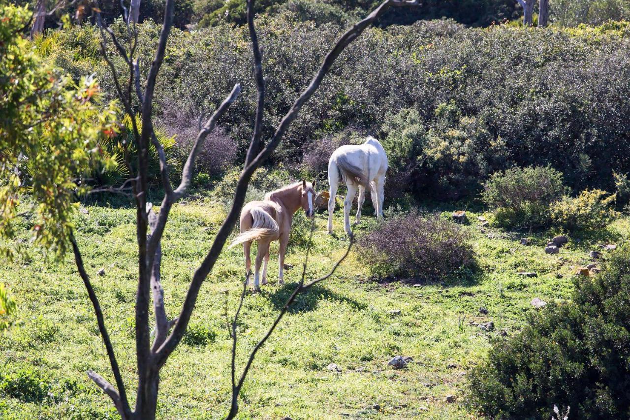 Appartamento Casita Rural En Centro De Hipica Tarifa Esterno foto