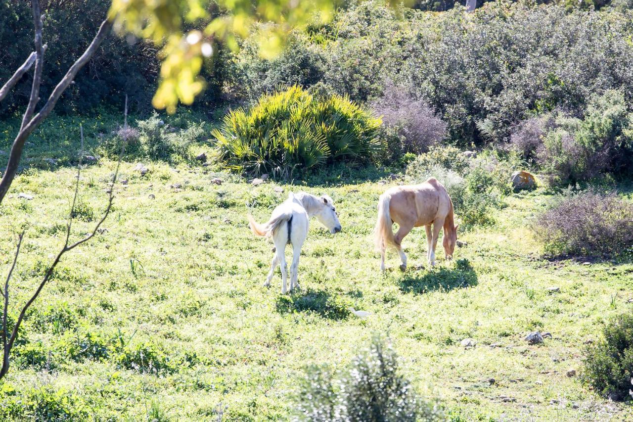 Appartamento Casita Rural En Centro De Hipica Tarifa Esterno foto